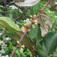 Elaeagnus latifolia L.